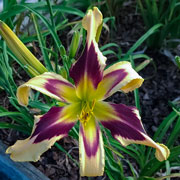 Bumble Bee Assault Daylily